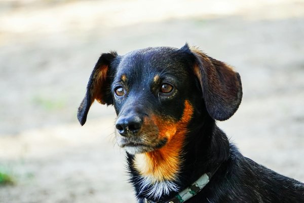 Transforming uk urban gardens: creative approaches to enhance pollinator habitats and combat declines