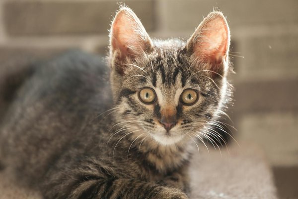 The ultimate handbook for recognizing and treating common skin problems in british shorthair cats