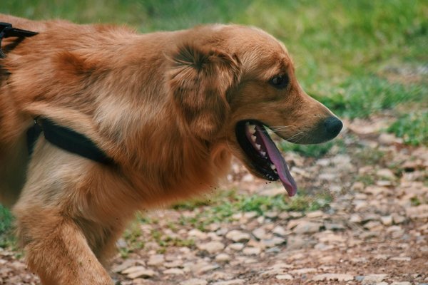 Harnessing the power within: maximizing your finnish spitz"s prey drive for ultimate training success